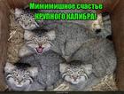 https://lolkot.ru/2017/01/10/krupnokalibernoye-schaste/