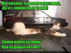 https://lolkot.ru/2016/07/04/kto-podstavil-kotika-vasyu-s/