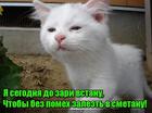 https://lolkot.ru/2016/02/02/kto-rano-vstayet-s-2/