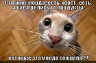 https://lolkot.ru/2012/08/08/kuda-delis-produkty/