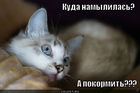 https://lolkot.ru/2012/01/07/kuda-namylilas/