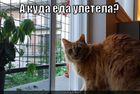 https://lolkot.ru/2011/02/28/kuda-yeda-uletela/