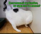 https://lolkot.ru/2013/03/09/kuda-4/