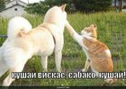 https://lolkot.ru/2010/09/14/kushay-viskas/