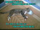 https://lolkot.ru/2013/01/30/kusok-v-gorlo-ne-lezet/