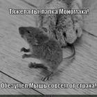 https://lolkot.ru/2013/05/21/lapka-monomaha/