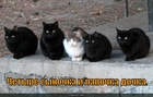 https://lolkot.ru/2010/10/06/lapochka-dochka/