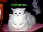 https://lolkot.ru/2015/05/01/lapochka-pochka/