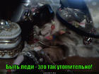 https://lolkot.ru/2015/04/11/ledi-2/