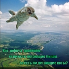 https://lolkot.ru/2010/10/18/letayuschiye-koty/