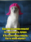 https://lolkot.ru/2016/12/21/letchitsa/