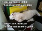 https://lolkot.ru/2011/05/24/lichnoye-delo/