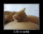 https://lolkot.ru/2012/02/20/life-is-kayf/
