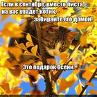 https://lolkot.ru/2016/09/25/listva-zvat-menya-tak/