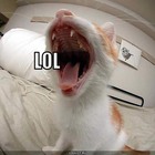 https://lolkot.ru/2011/10/12/lol-2/