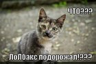 https://lolkot.ru/2011/06/06/lolbaks-podorozhal/