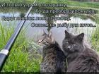 https://lolkot.ru/2025/07/14/lovets-neveroyatnosti/