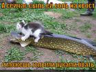 https://lolkot.ru/2013/01/26/lovim-rukami/