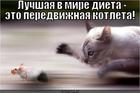 https://lolkot.ru/2012/09/04/luchshaya-diyeta/