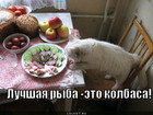 https://lolkot.ru/2011/12/13/luchshaya-ryba/