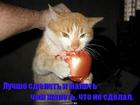 https://lolkot.ru/2011/03/15/luchshe-zhalet-o-tom-chto-bylo/