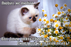 https://lolkot.ru/2012/07/28/lyubit-ne-lyubit/