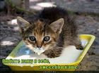 https://lolkot.ru/2011/06/20/lyubite-kashu/