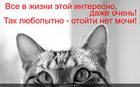 https://lolkot.ru/2013/09/20/lyubopytnyy-chota/