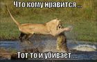 https://lolkot.ru/2012/08/02/lyubov-ona-takaya/