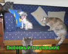 https://lolkot.ru/2011/03/23/lyubovnyy-treugolnik/
