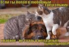 https://lolkot.ru/2012/10/12/lyubovnyy-treugolnik-2/