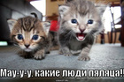 https://lolkot.ru/2011/02/15/lyudi-pyalyatsa/