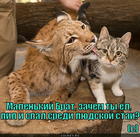 https://lolkot.ru/2012/09/15/malenkiy-brat/