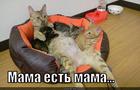 https://lolkot.ru/2014/07/07/mama-6/