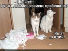 https://lolkot.ru/2011/03/07/mamayevo-voysko/