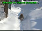 https://lolkot.ru/2011/03/02/martom-nazyvayut/