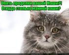 https://lolkot.ru/2017/01/25/masha-kulinar/