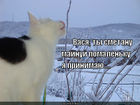 https://lolkot.ru/2012/01/07/maynuy-pomalenku/