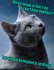 https://lolkot.ru/2012/07/09/mechtayesh-o-chistoy-i-svetloy-lyubvi-prihodi-vecherom-k-ambaru/