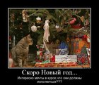 https://lolkot.ru/2011/12/20/mechty-v-kurse/