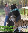 https://lolkot.ru/2010/12/25/medved/