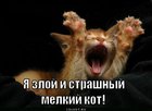 https://lolkot.ru/2011/10/31/melkiy-kot/
