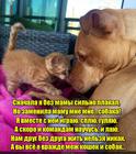 https://lolkot.ru/2016/05/18/mezhdu-sobakoy-i-koshkoy/