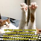 https://lolkot.ru/2018/01/22/mezhprazdnichnaya-peredyshka/