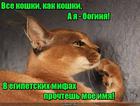 https://lolkot.ru/2016/11/27/mificheskaya-boginya/