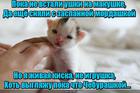 https://lolkot.ru/2016/05/29/milashka-cheburashka/