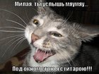 https://lolkot.ru/2011/03/19/milaya-ty-uslysh/