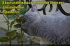 https://lolkot.ru/2012/04/30/million-alyh-roz/