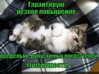 https://lolkot.ru/2015/05/18/mimimetr/