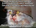https://lolkot.ru/2013/09/13/miskoy-vmesto-tapka/